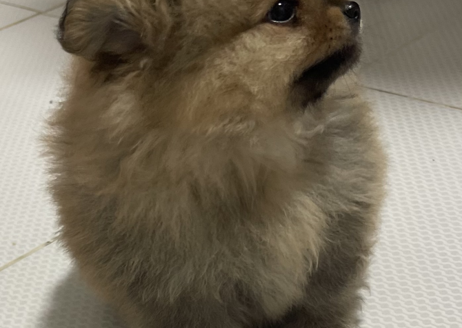 Pomeranian